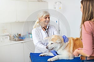 Female vet examining a dog sitting on an examination tableÂ 